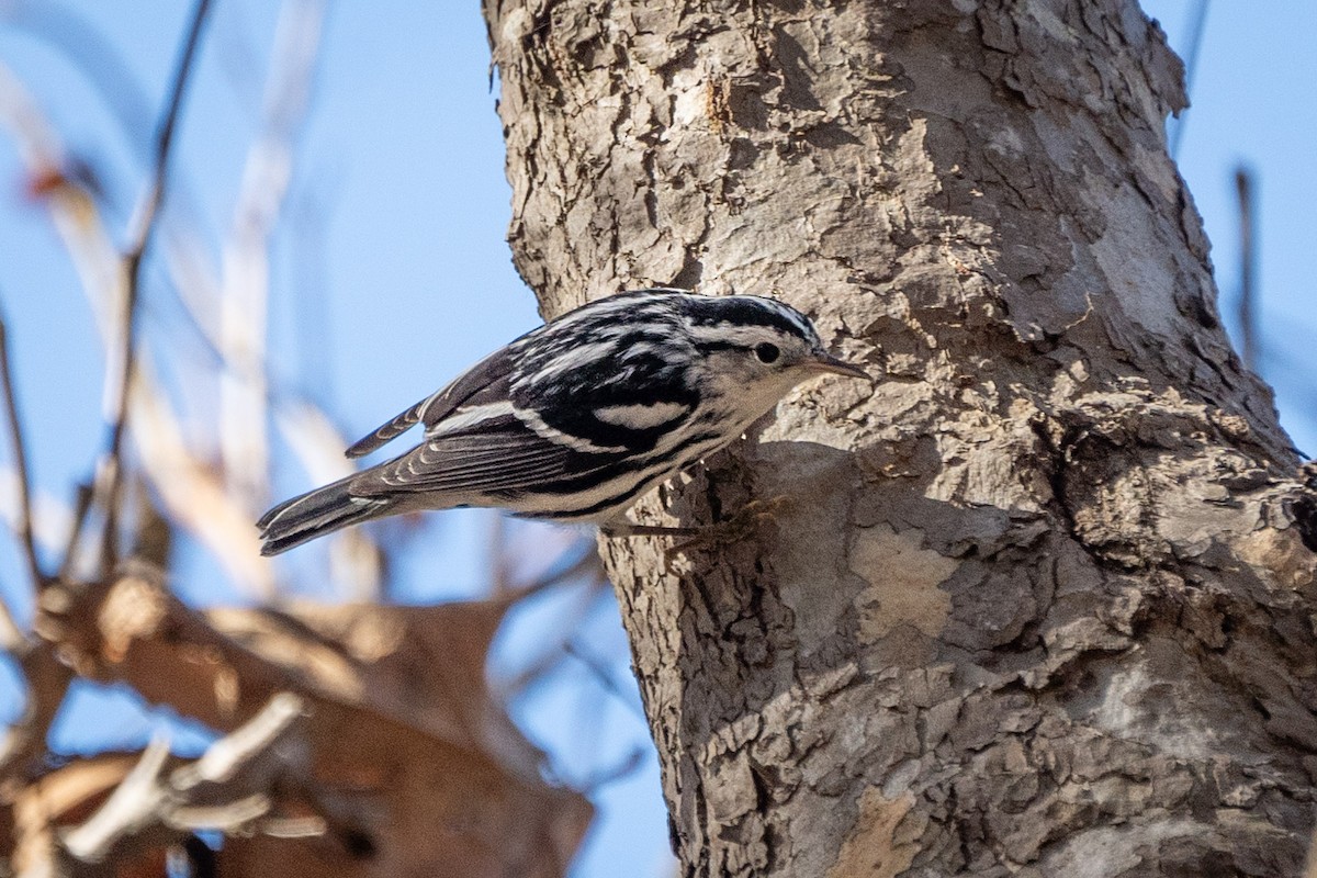 Black-and-white Warbler - ML614177648