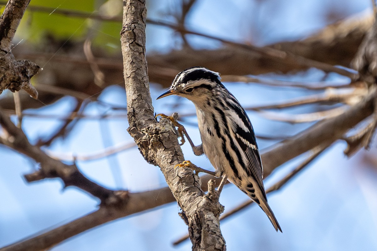 Black-and-white Warbler - ML614177650