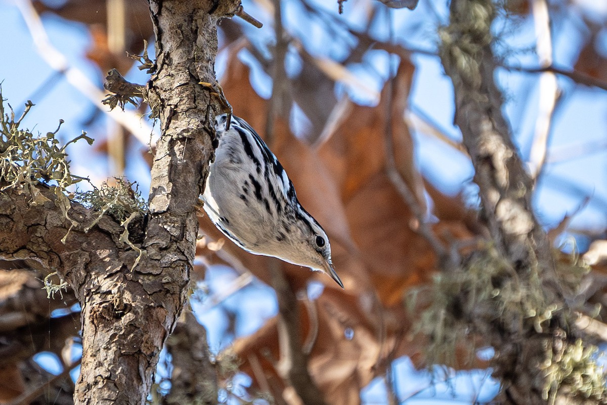 Black-and-white Warbler - ML614177653