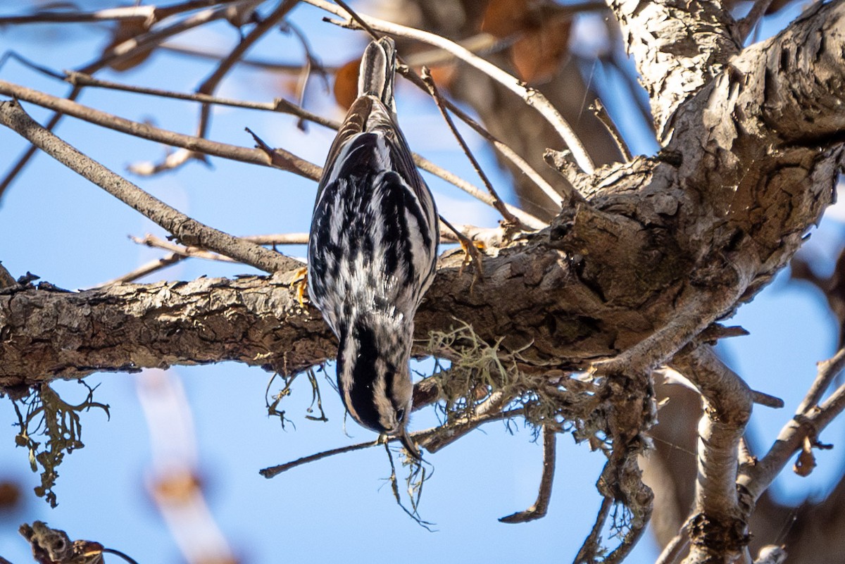 Black-and-white Warbler - ML614177657