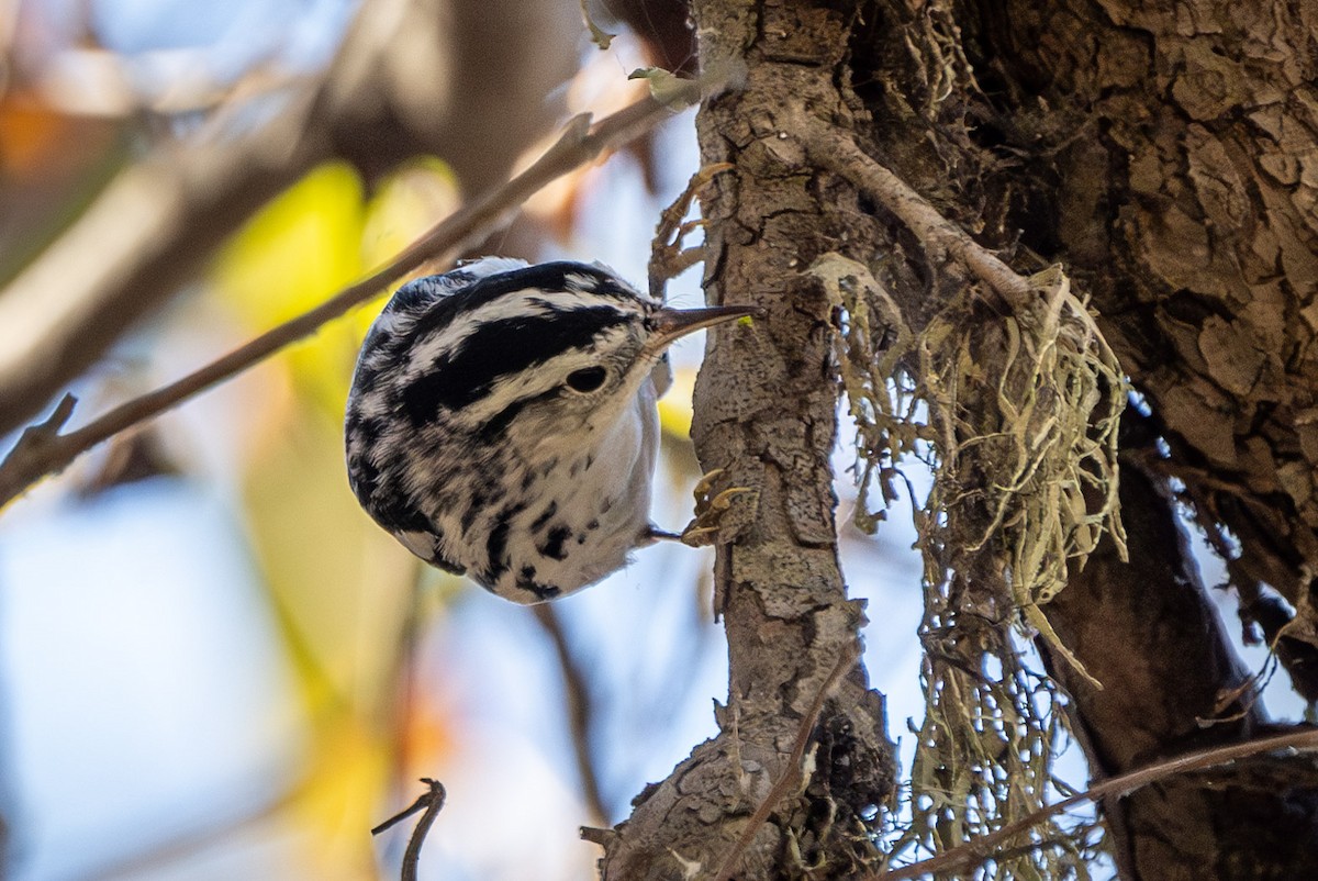 Black-and-white Warbler - ML614177660
