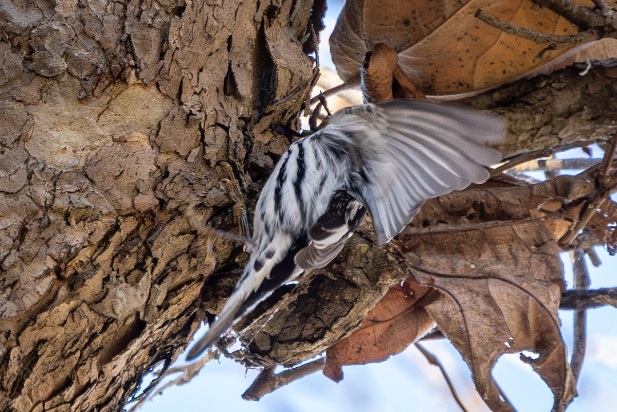 Black-and-white Warbler - ML614177671