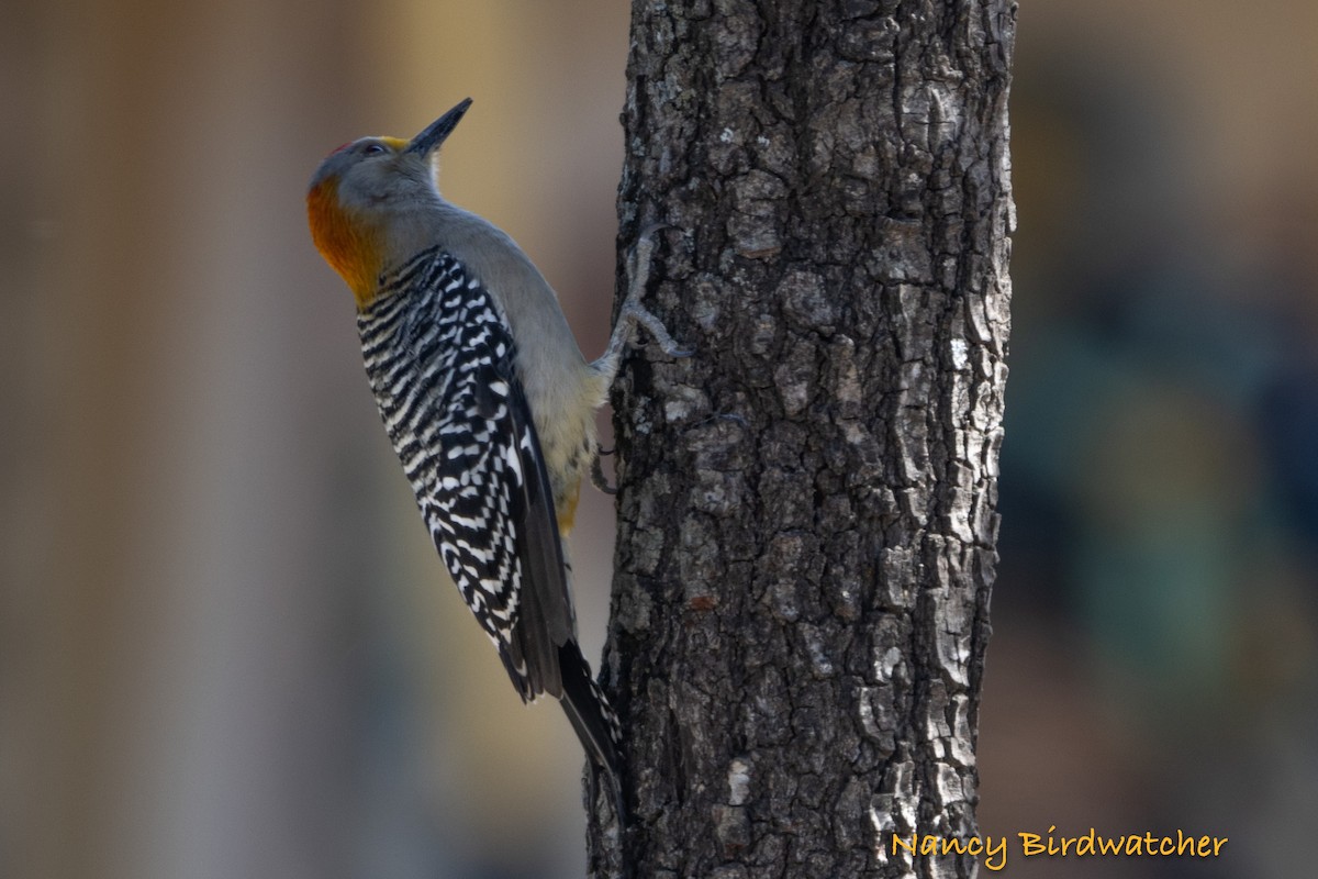 Golden-fronted Woodpecker - ML614177726