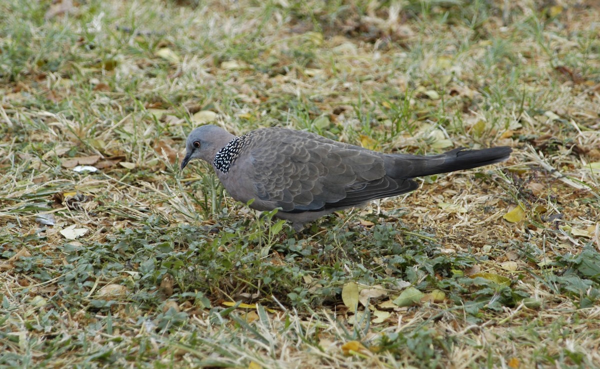 Spotted Dove - ML614177957