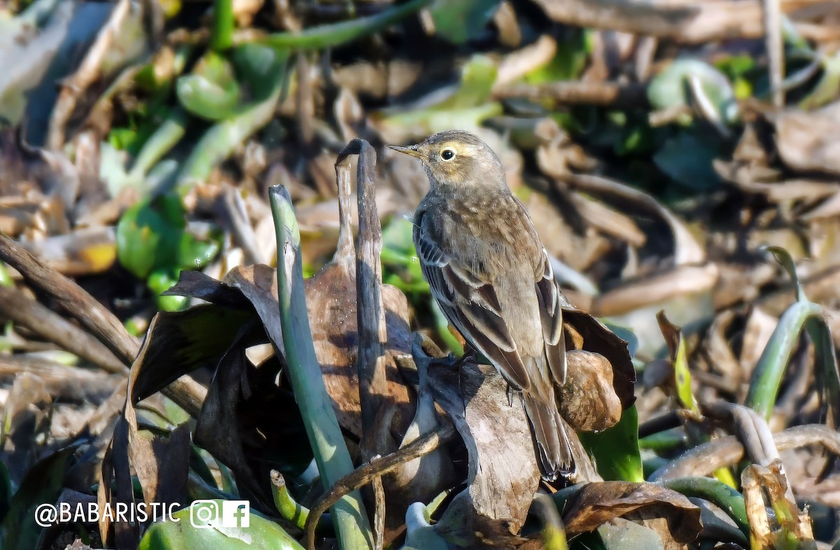 Water Pipit - ML614178002