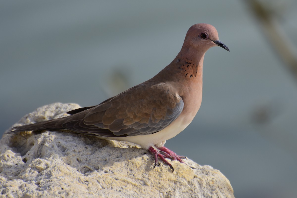 Laughing Dove - ML614178017