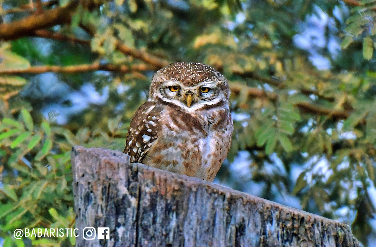 Spotted Owlet - ML614178099