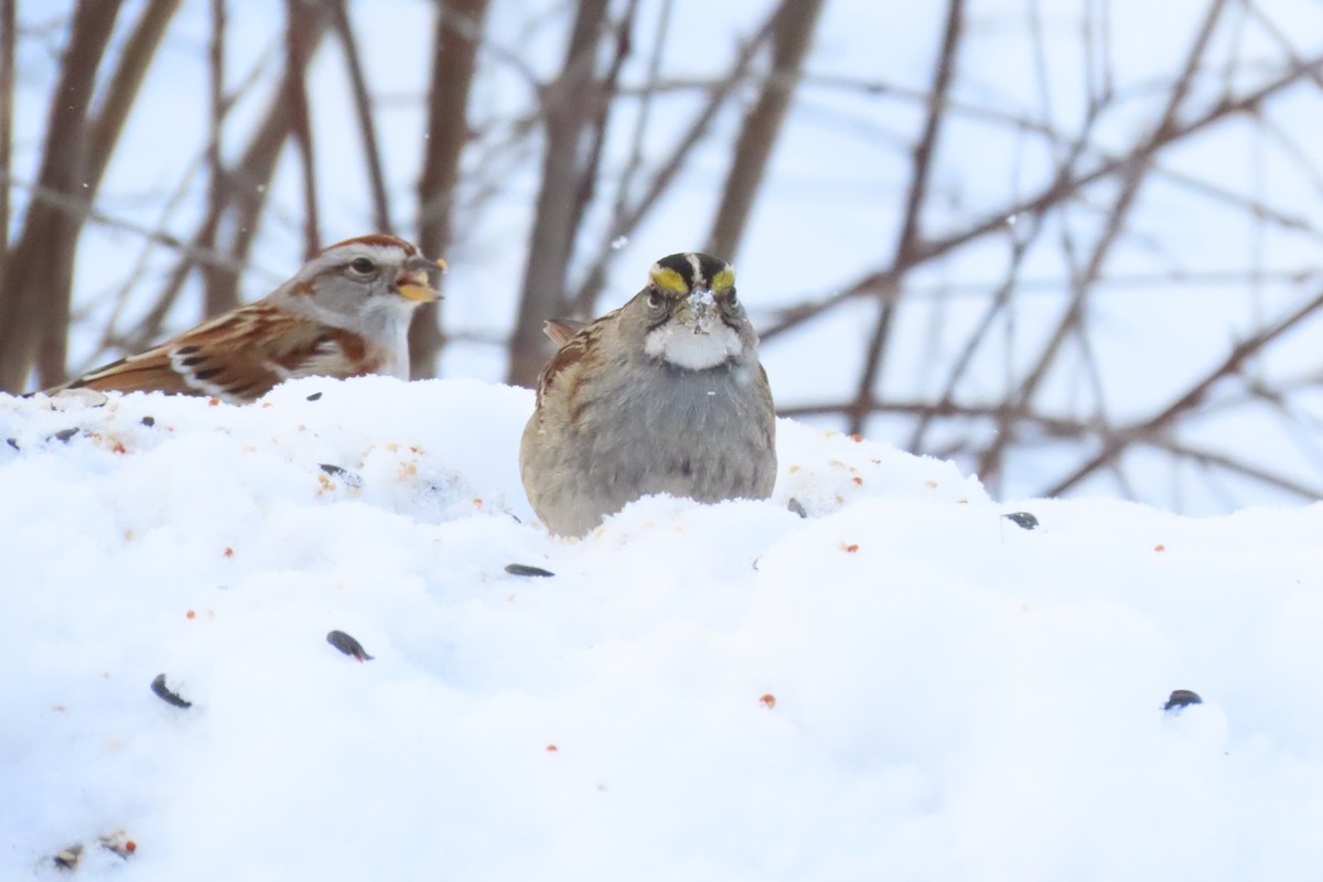 White-throated Sparrow - ML614178218