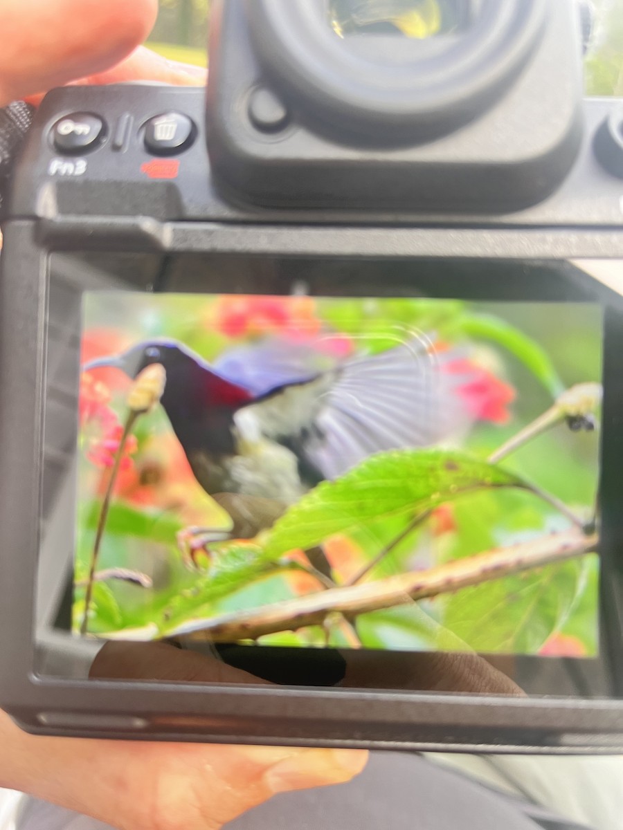 Black-throated Sunbird - JEK YAP