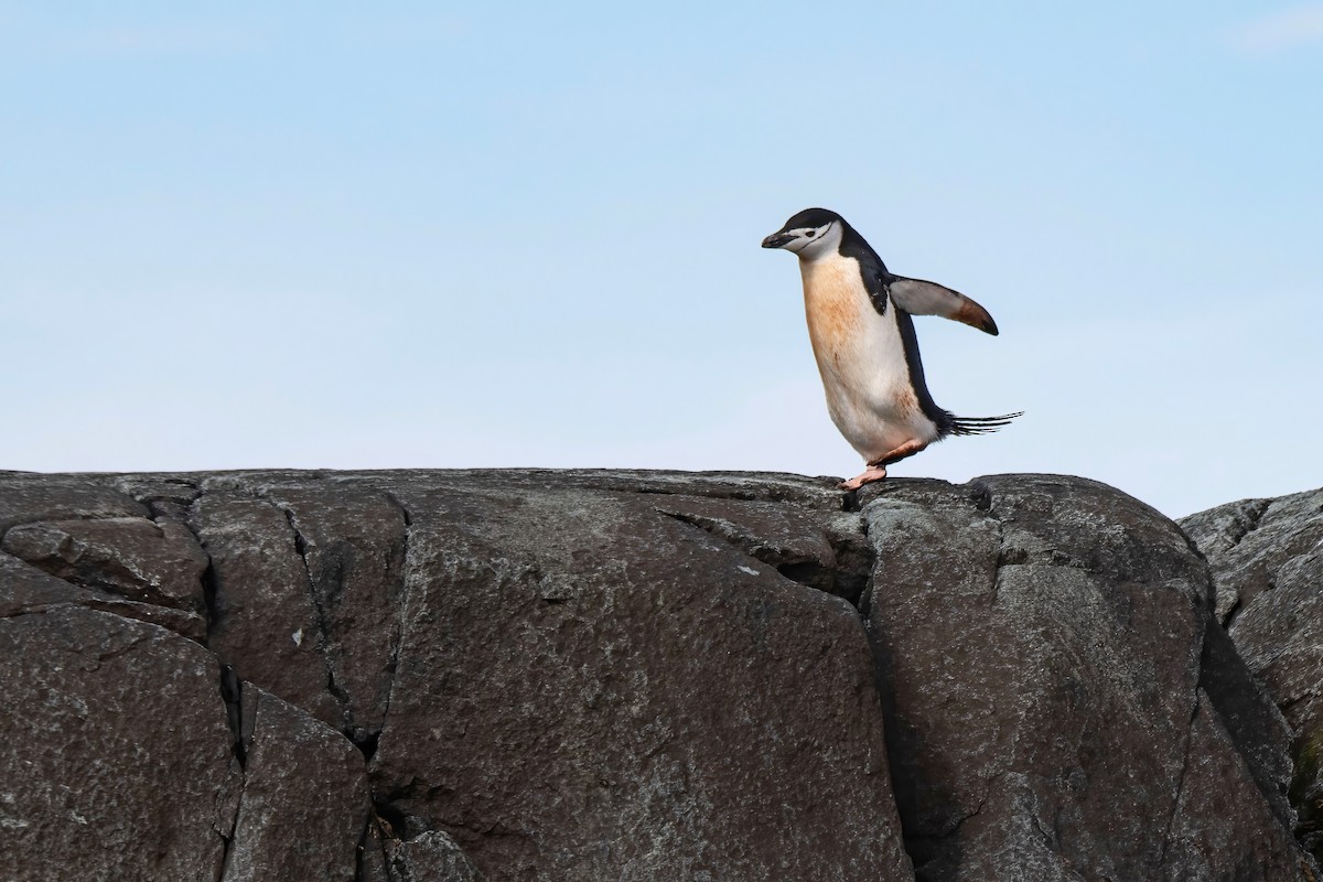 Chinstrap Penguin - Janet Stevens