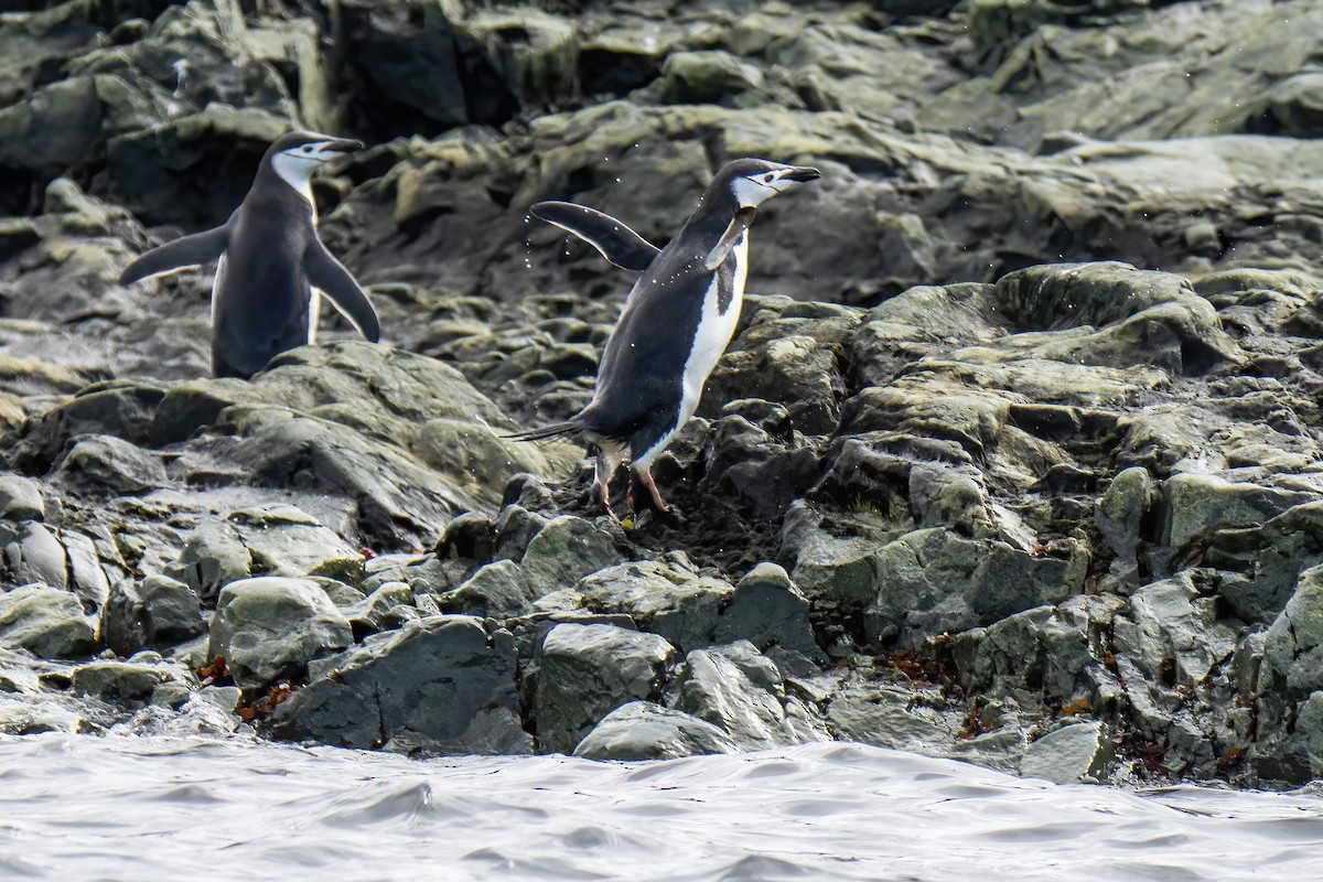 Антарктический пингвин - ML614178301