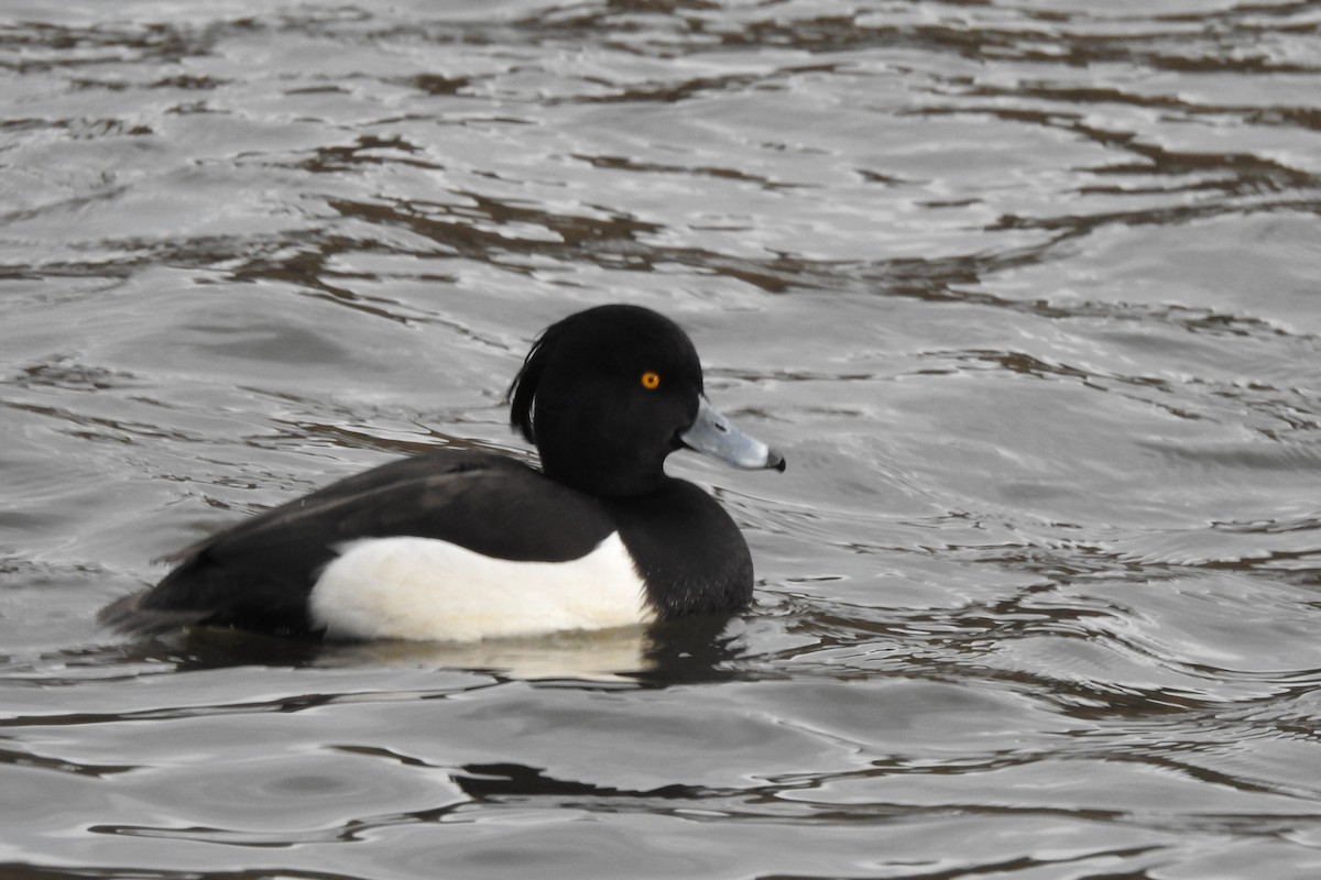 Tufted Duck - ML614178341