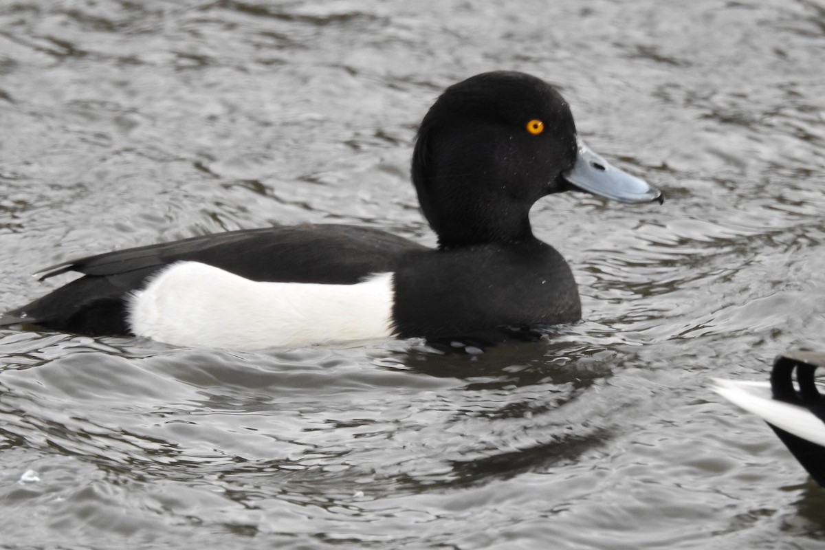 Tufted Duck - ML614178342