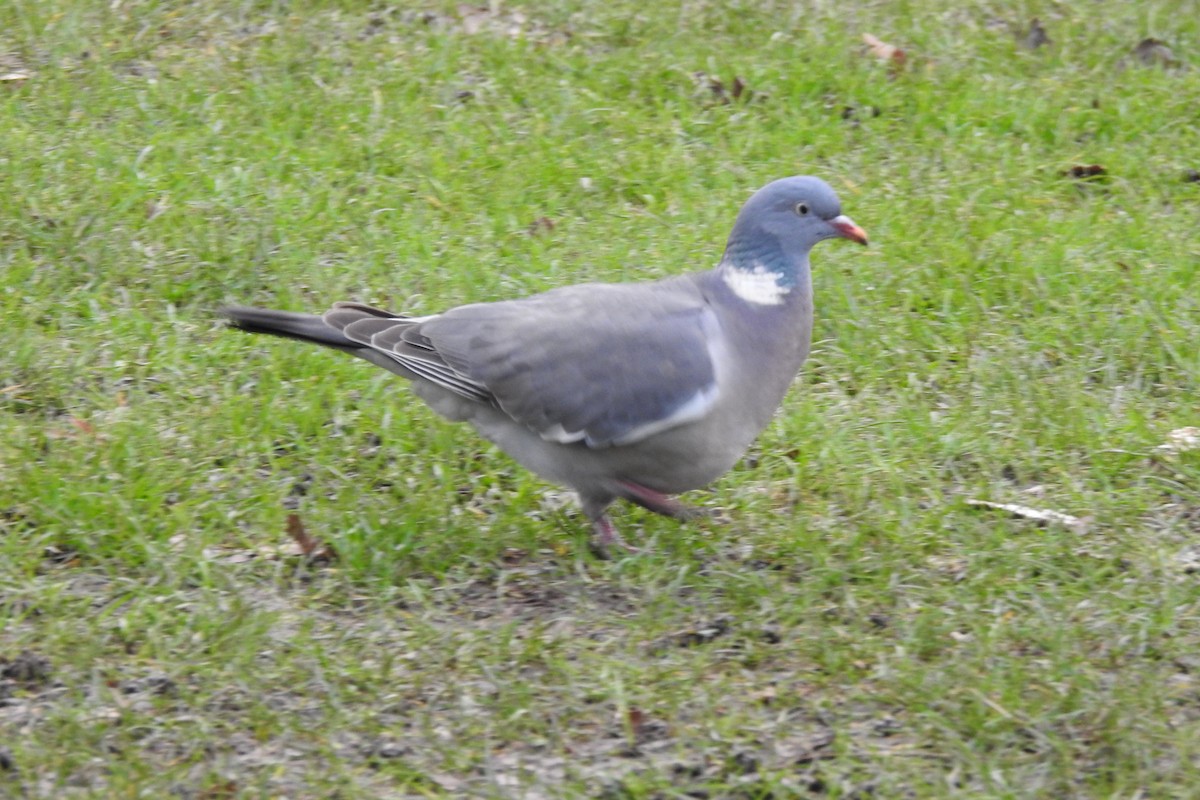 Common Wood-Pigeon - ML614178364