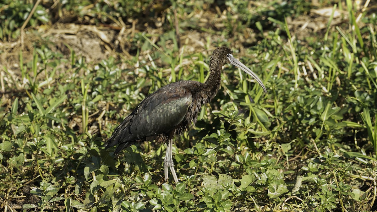 ibis hnědý - ML614178587