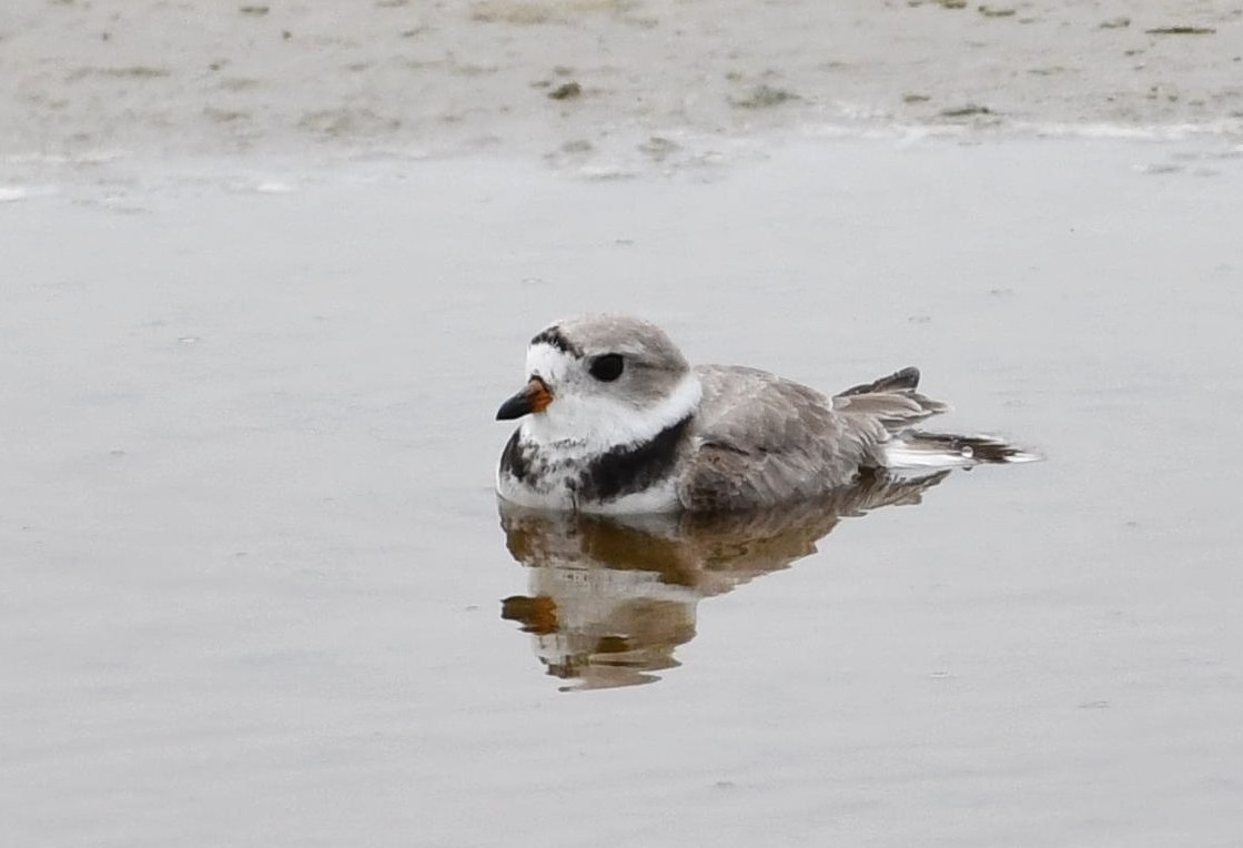 Piping Plover - ML614178830