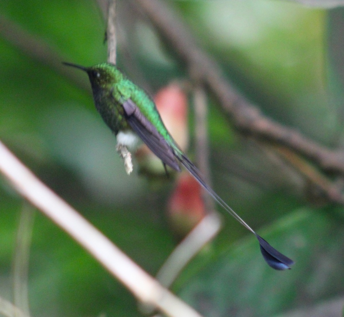 White-booted Racket-tail - ML614179014