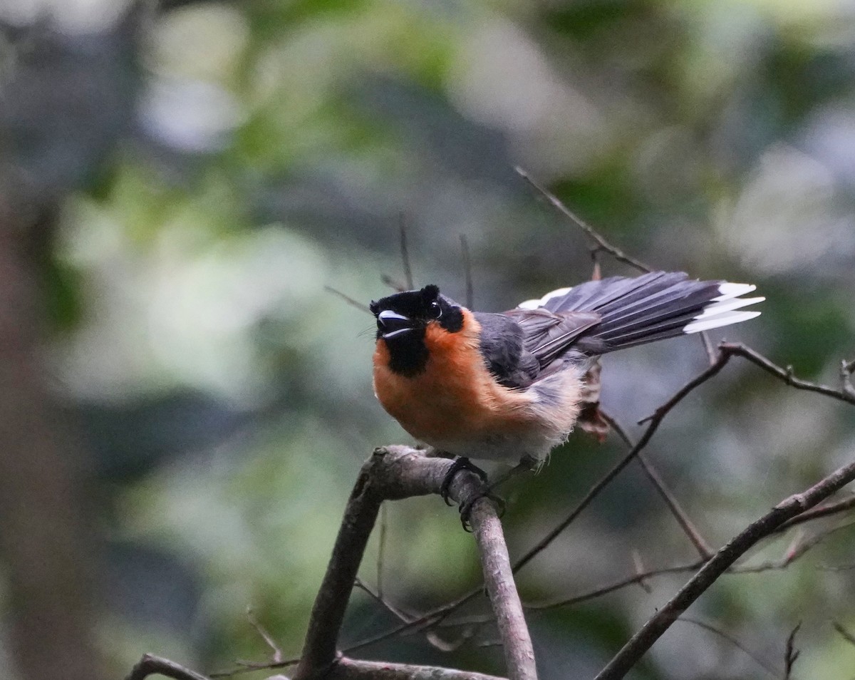 Spectacled Monarch - ML614179070