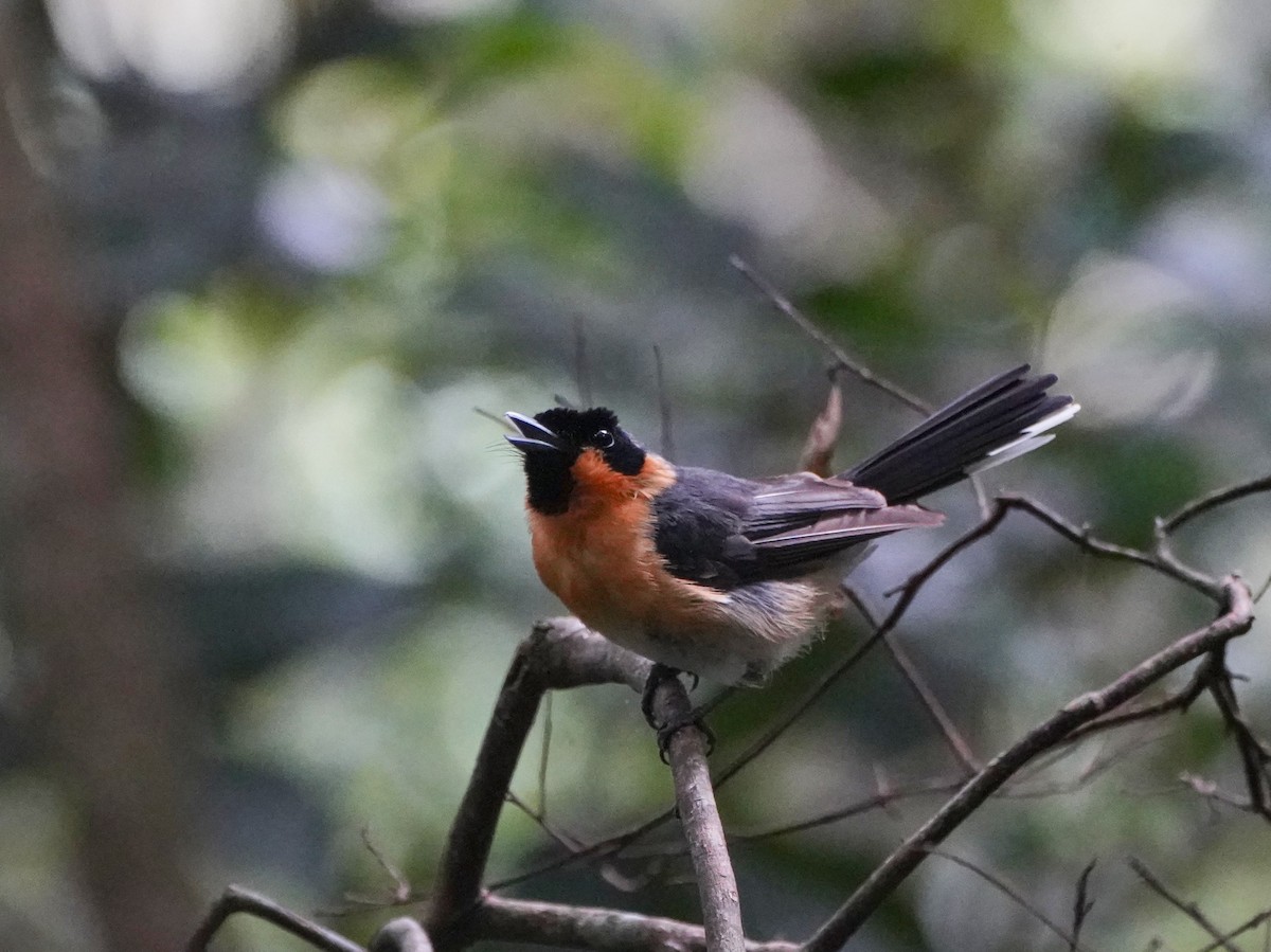 Spectacled Monarch - ML614179071