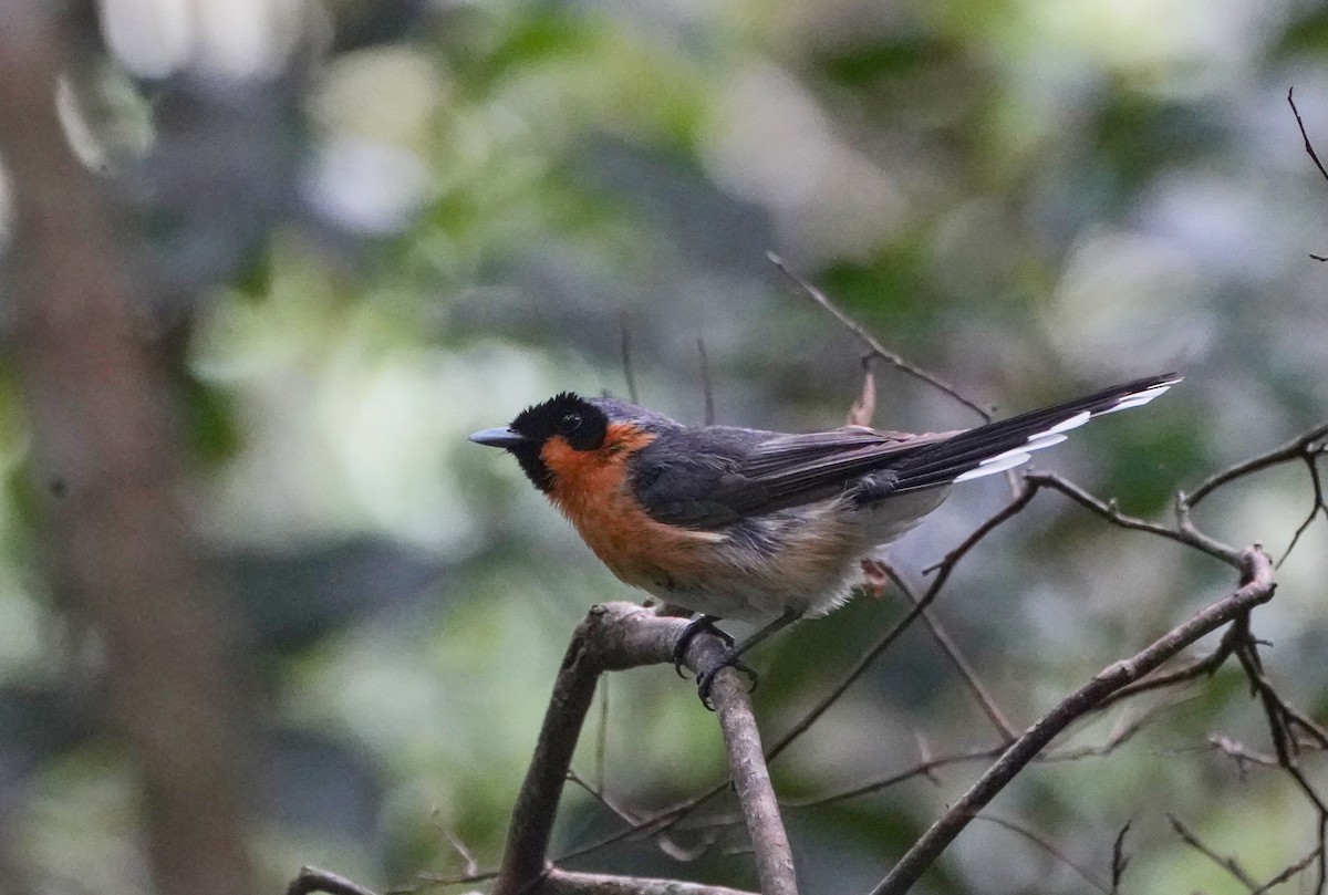 Spectacled Monarch - ML614179076