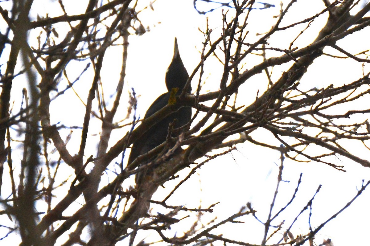Black Woodpecker - ML614179197