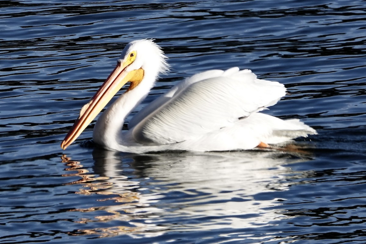 American White Pelican - Becky Knight