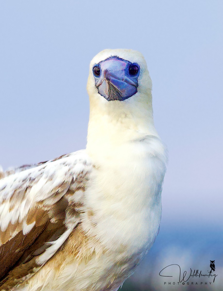 Red-footed Booby - ML614179371