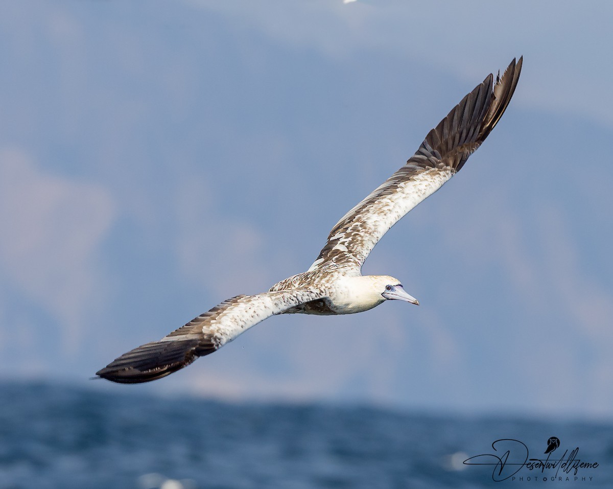 Red-footed Booby - ML614179372