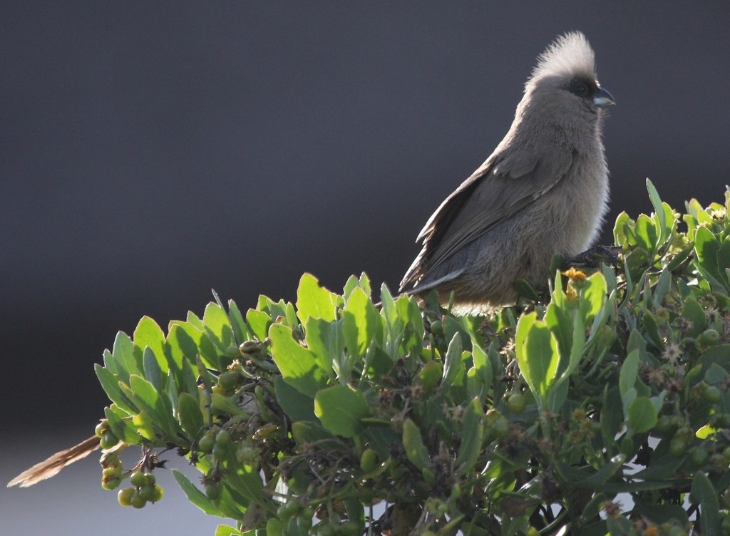 Speckled Mousebird - ML614179437