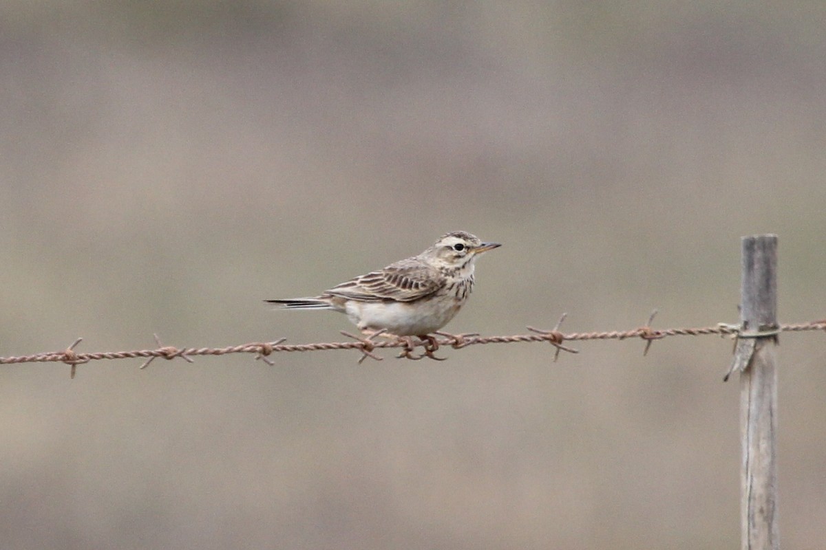 African Pipit - ML614179438