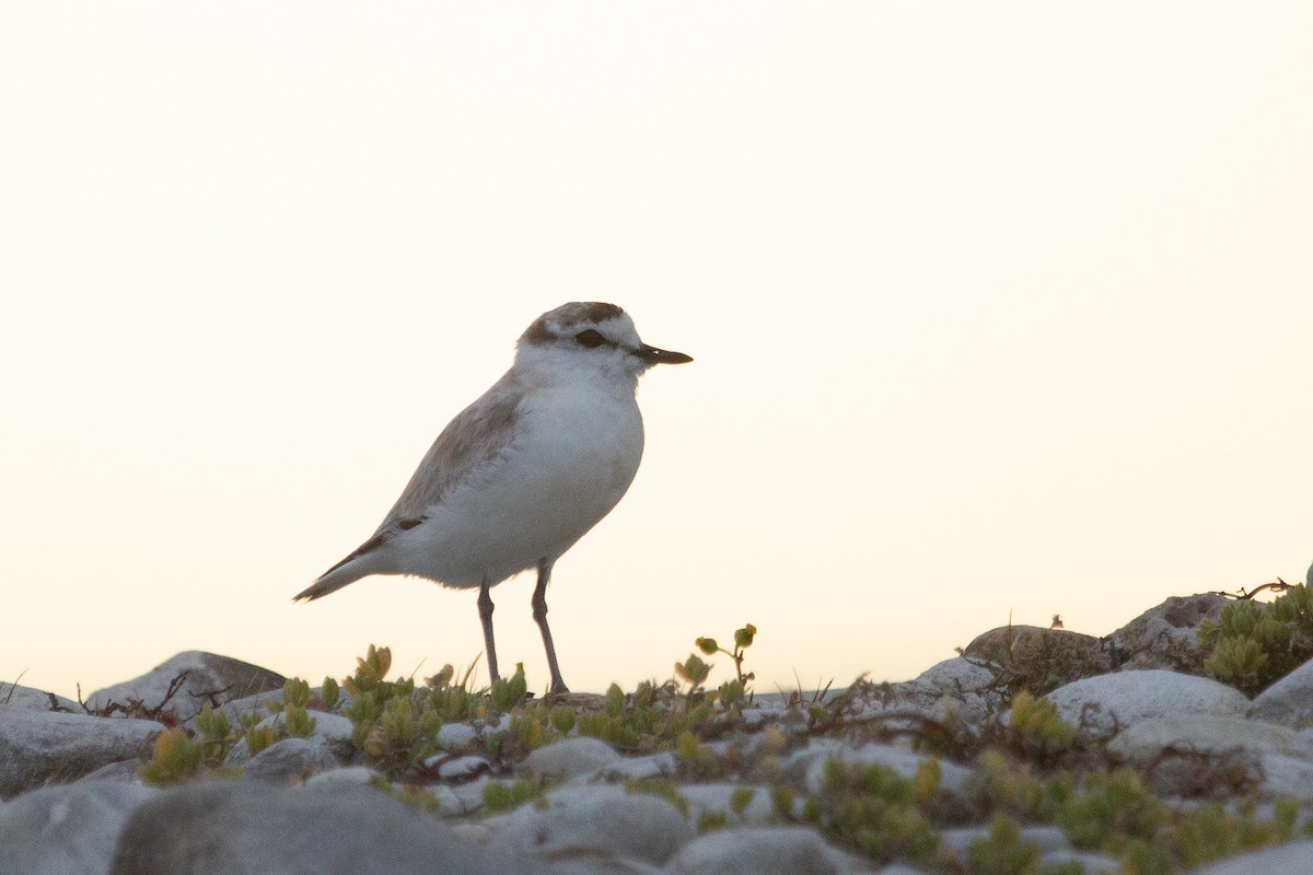 White-fronted Plover - ML614179439