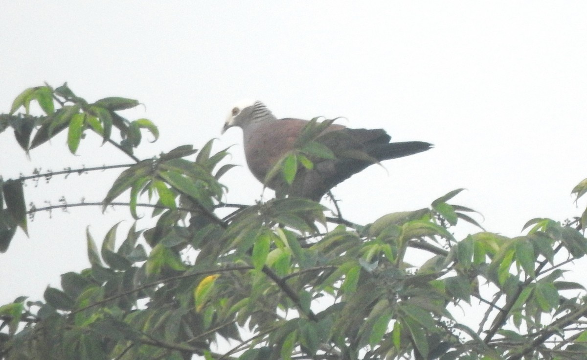 Pale-capped Pigeon - ML614179450