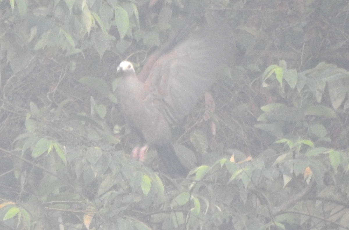 Pale-capped Pigeon - ML614179452