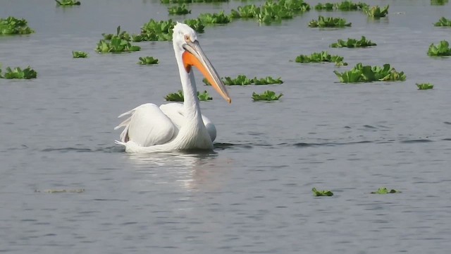 pelikán kadeřavý - ML614179479