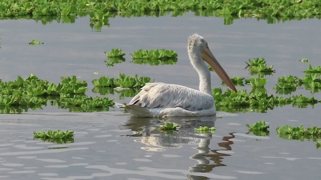 pelikán kadeřavý - ML614179480