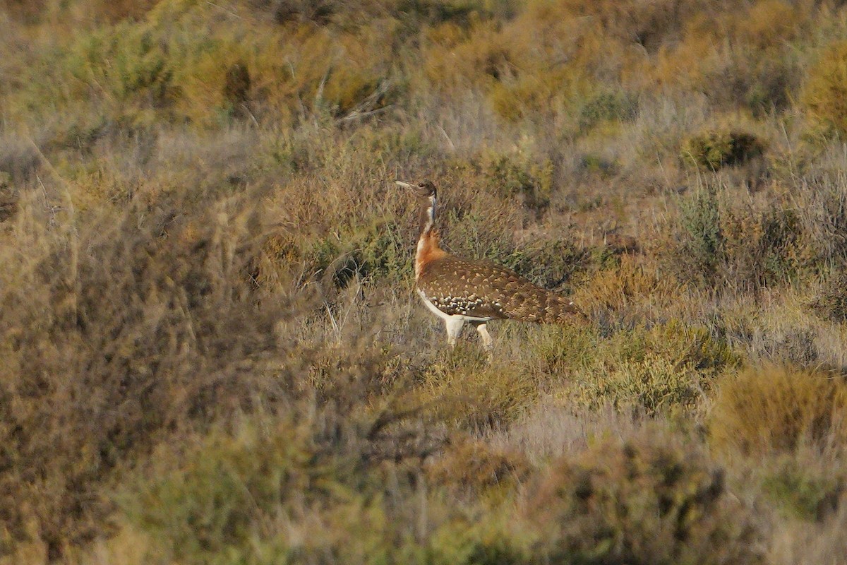 Ludwig's Bustard - Dave Rimmer