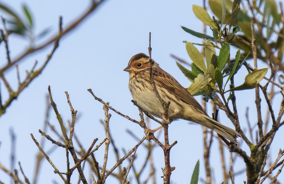 Little Bunting - Rui Pereira | Portugal Birding