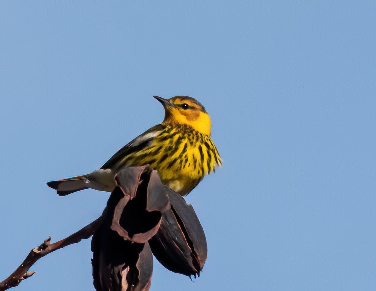 Cape May Warbler - ML614179858