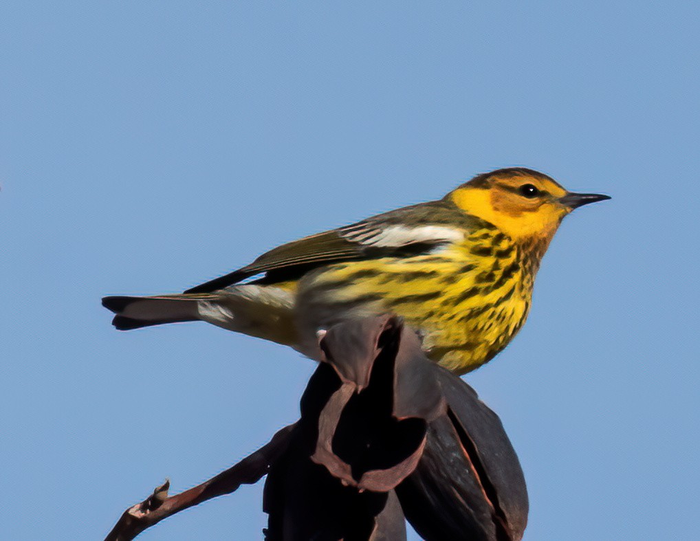 Cape May Warbler - ML614179859
