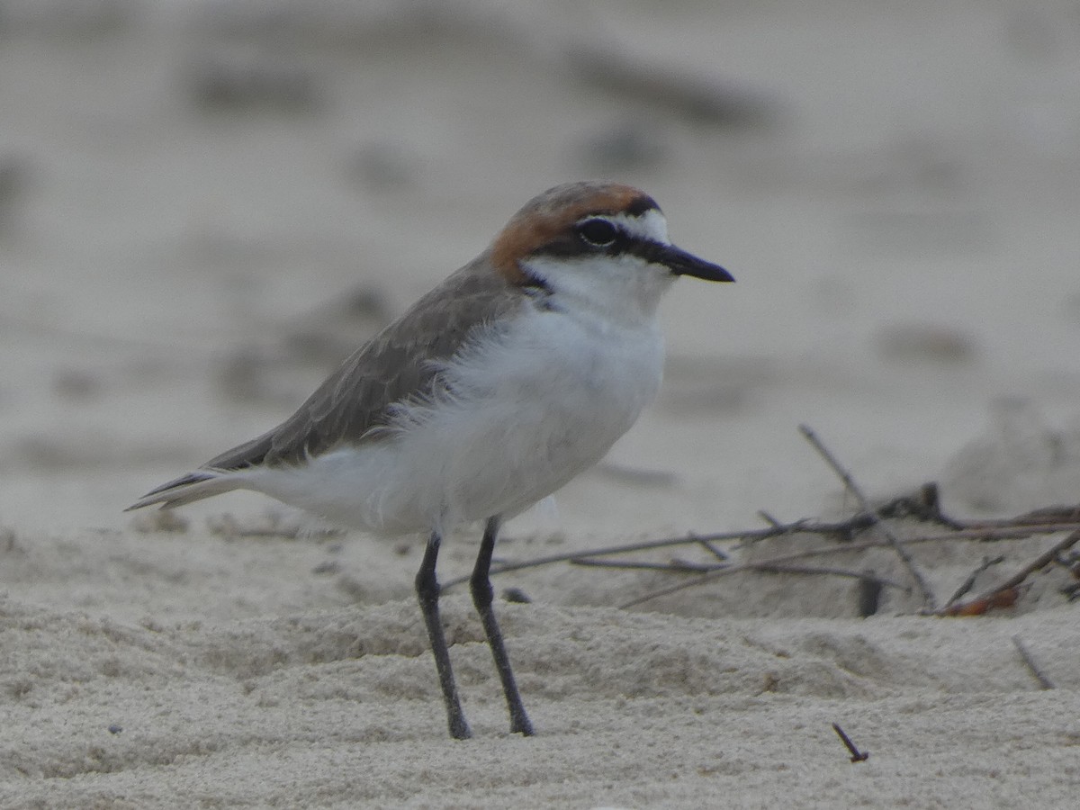 Red-capped Plover - ML614179861