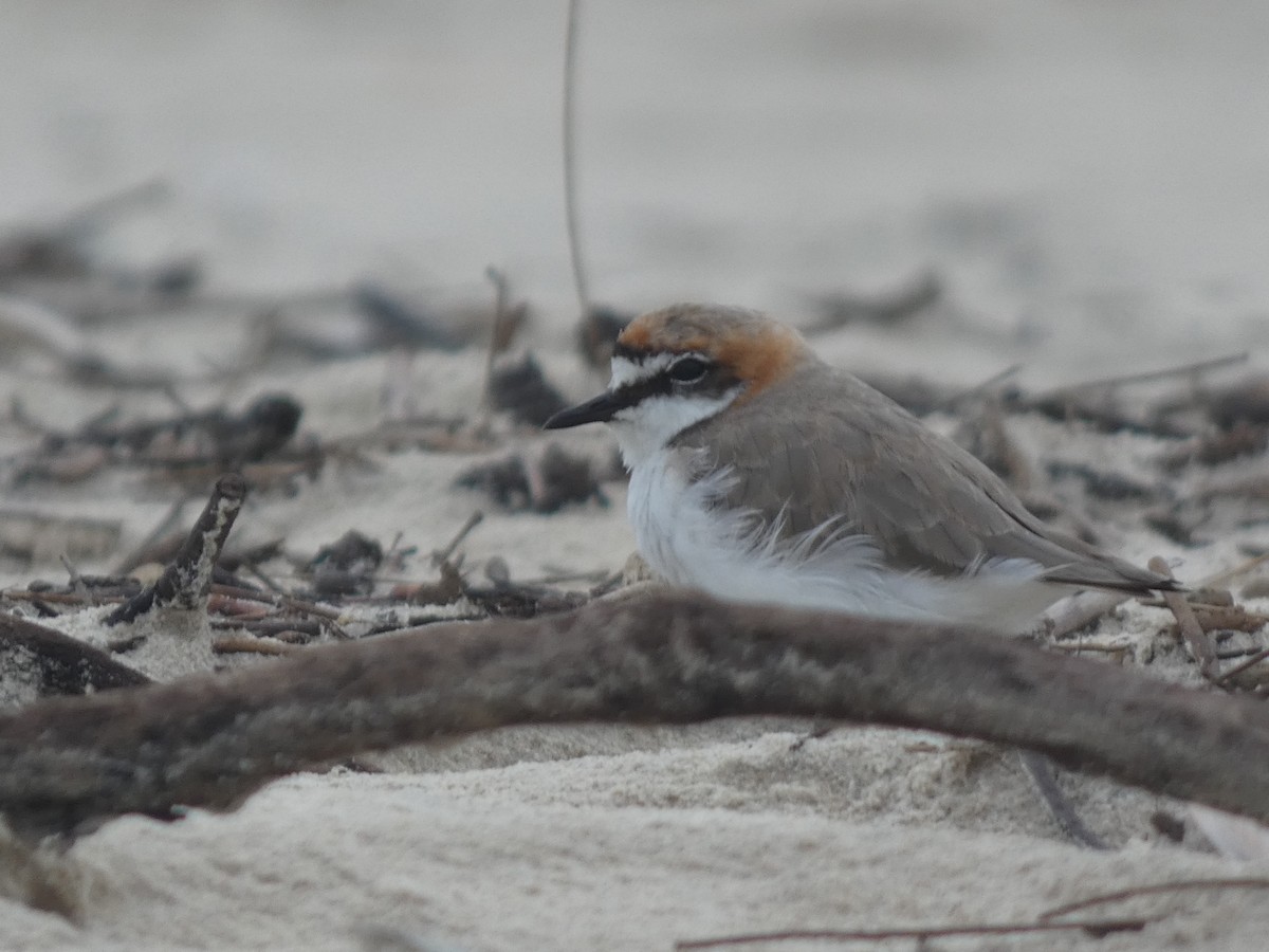 Red-capped Plover - ML614179865
