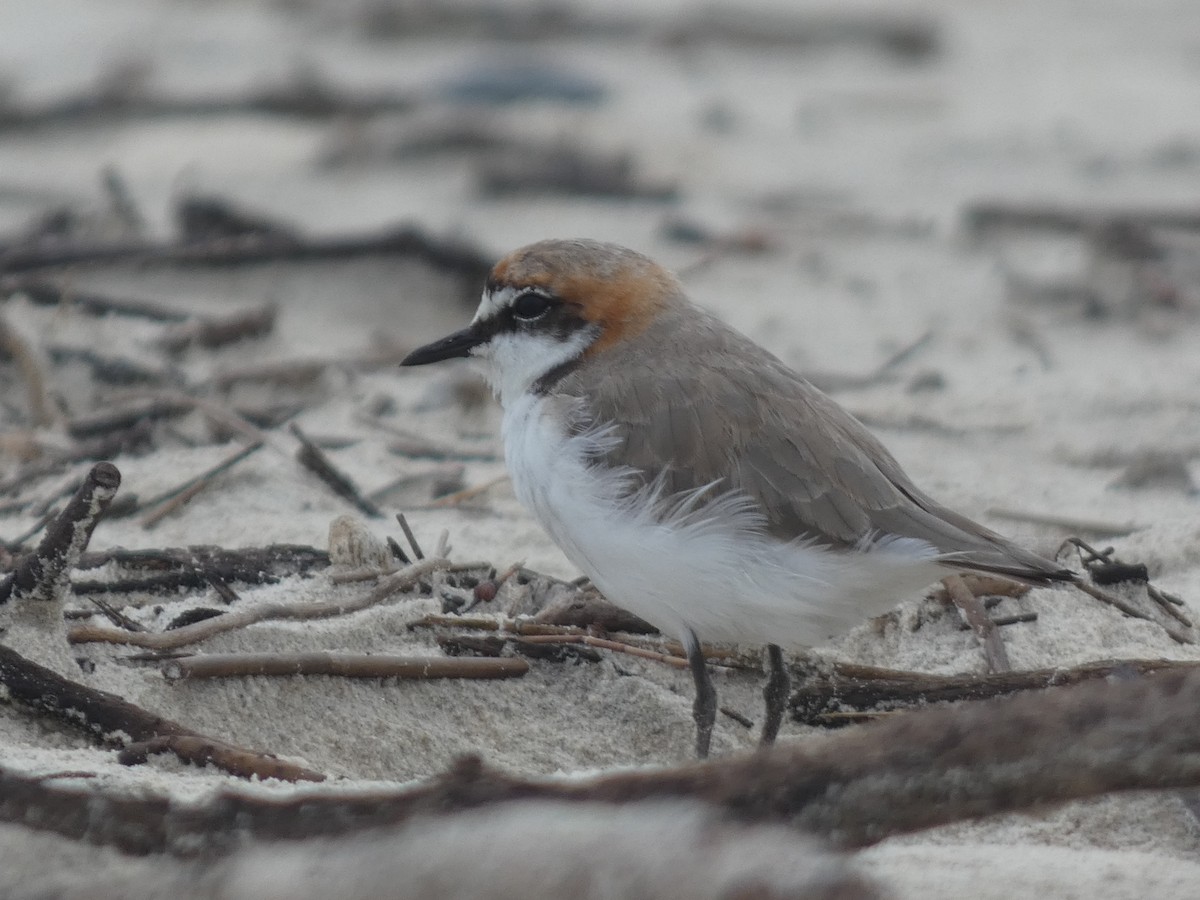 Red-capped Plover - ML614179868