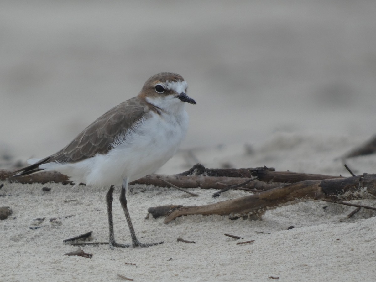 Red-capped Plover - ML614179871