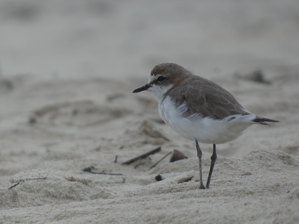 Red-capped Plover - ML614179873