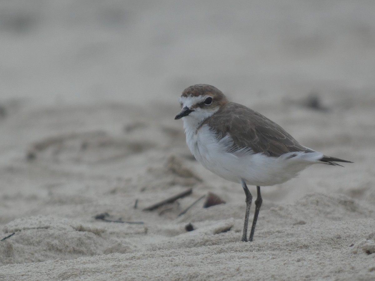 Red-capped Plover - ML614179874