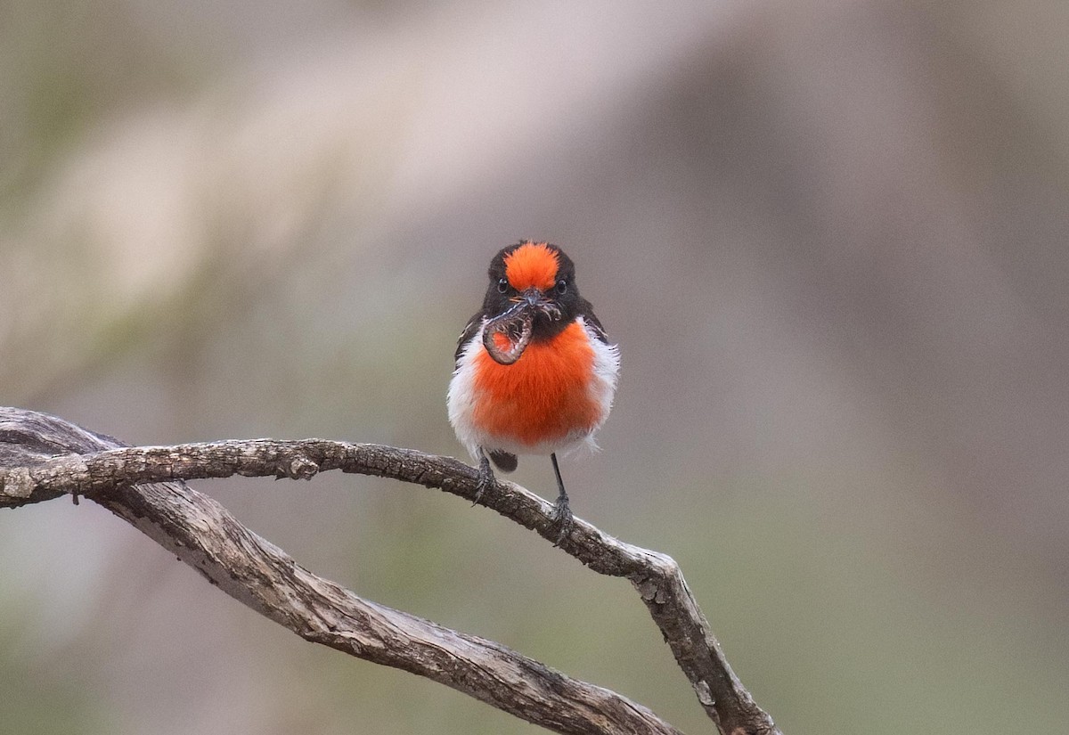 Red-capped Robin - ML614179997