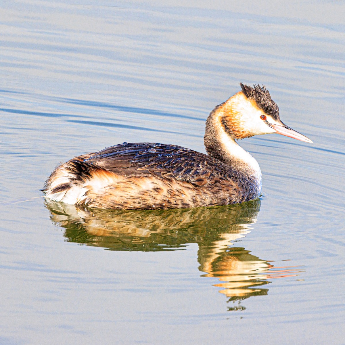 Great Crested Grebe - ML614180045
