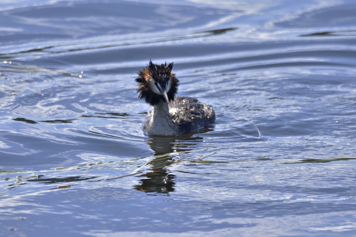 Great Crested Grebe - ML614180798