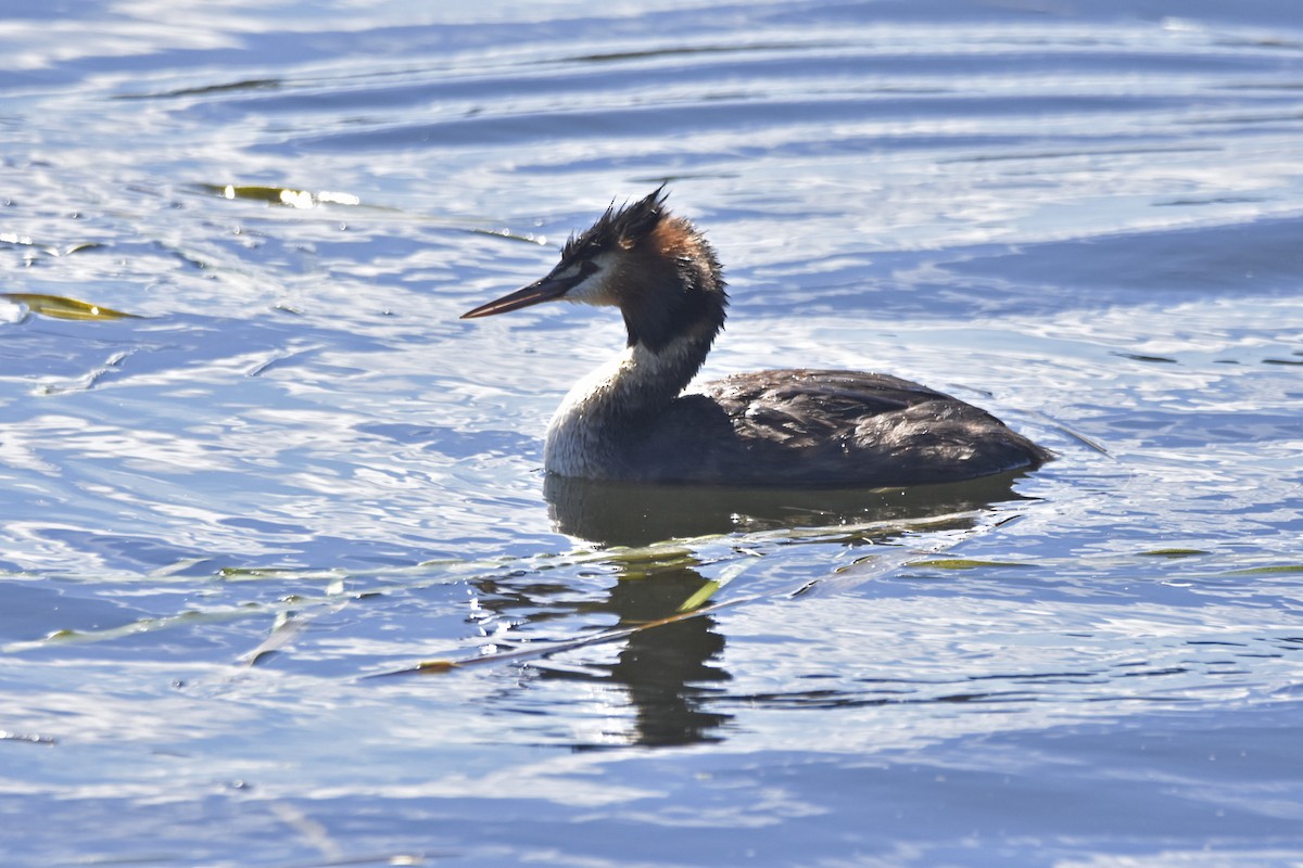 Great Crested Grebe - ML614180799
