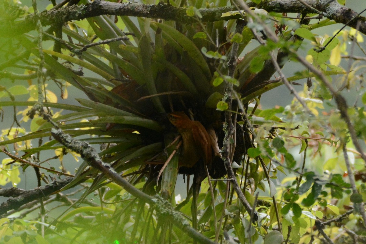 Rufous-necked Foliage-gleaner - ML614182500